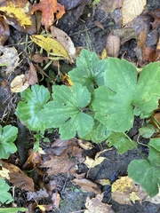 Ranunculus recurvatus