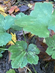 Ranunculus recurvatus
