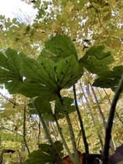 Ranunculus recurvatus