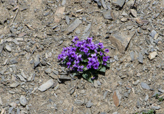 Viola somchetica
