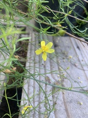 Crocanthemum aldersonii