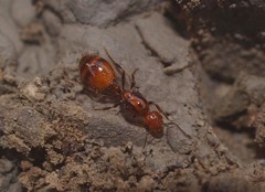 Chelaner antarcticus