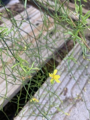 Crocanthemum aldersonii