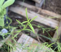 Crocanthemum aldersonii
