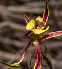 Caladenia integra