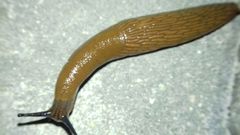 Arion vulgaris