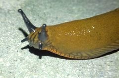 Arion vulgaris