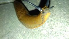 Arion vulgaris
