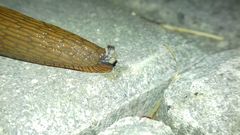 Arion vulgaris