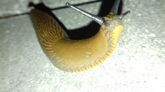 Arion vulgaris