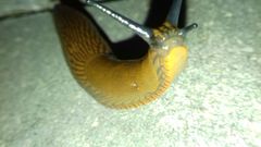 Arion vulgaris