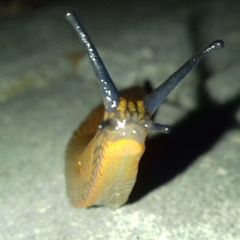 Arion vulgaris