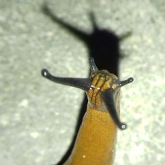 Arion vulgaris