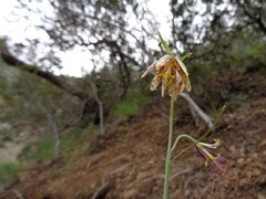 Fritillaria affinis affinis