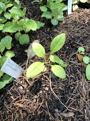 Salvia pentstemonoides