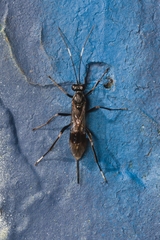 Nippocryptus vittatorius
