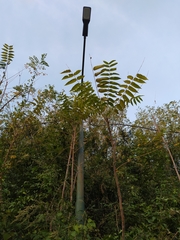 Ailanthus altissima
