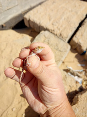 Ptyodactylus hasselquistii