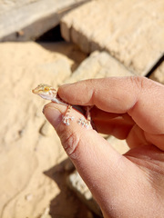 Ptyodactylus hasselquistii