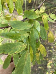 Robinia pseudoacacia