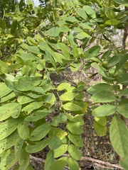 Robinia pseudoacacia