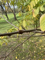 Robinia pseudoacacia