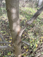 Robinia pseudoacacia