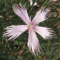 Dianthus namaensis