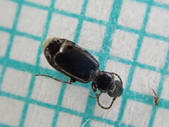 Microlestes maurus