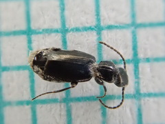 Microlestes maurus