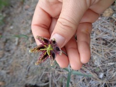 Fritillaria affinis affinis
