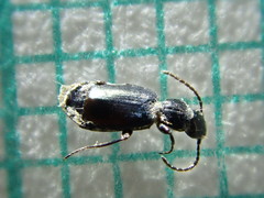 Microlestes maurus