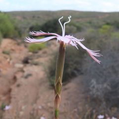 Dianthus namaensis