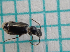 Microlestes maurus