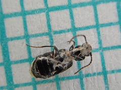 Microlestes maurus