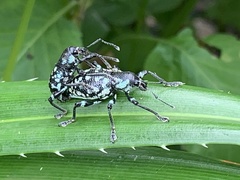 Eupyrgops waltonianus