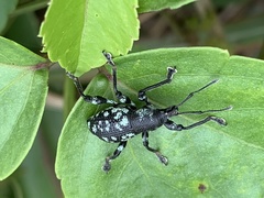 Eupyrgops waltonianus