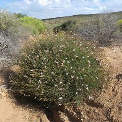 Dianthus namaensis