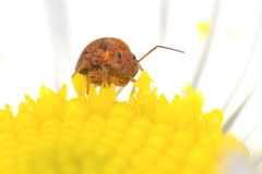 Sminthurus hispanicus