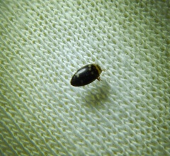 Laccophilus poecilus