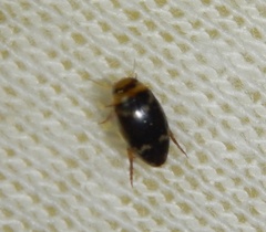 Laccophilus poecilus