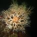 Common Basket Star - Photo (c) Randall M, some rights reserved (CC BY-NC), uploaded by Randall M