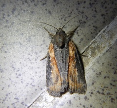 Bryophila raptricula