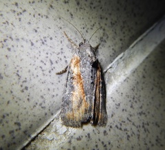 Bryophila raptricula