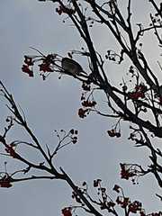 Passer domesticus domesticus
