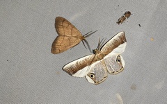 Opisthoxia