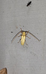 Phoebemima theaphia