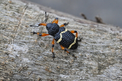 Heilipodus degeeri