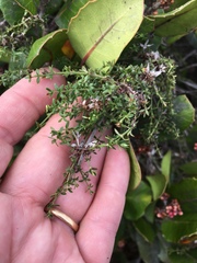 Galium nuttallii nuttallii