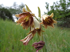 Fritillaria agrestis